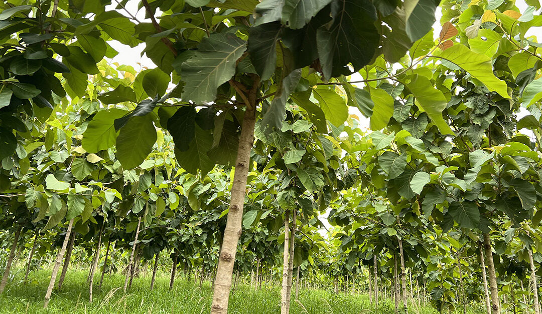 Uniserve become first company worldwide to buy Mere Plantations W&I insurance carbon credits