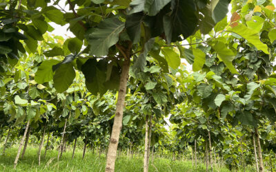 Uniserve become first company worldwide to buy Mere Plantations W&I insurance carbon credits
